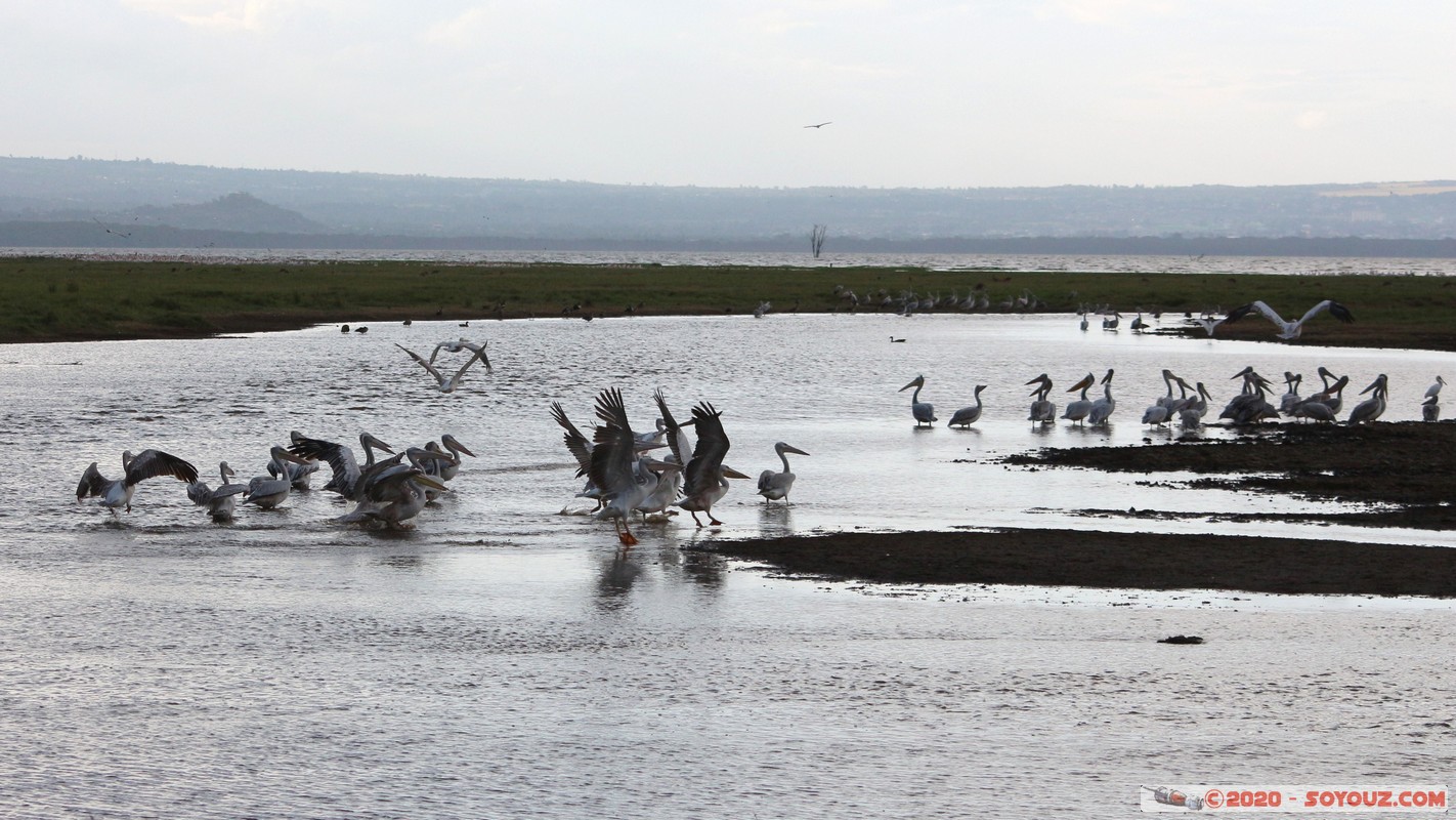 Lake Nakuru National Park - Pelican
Mots-clés: KEN Kenya Nakuru Nderit Lake Nakuru National Park animals oiseau pelican Lac