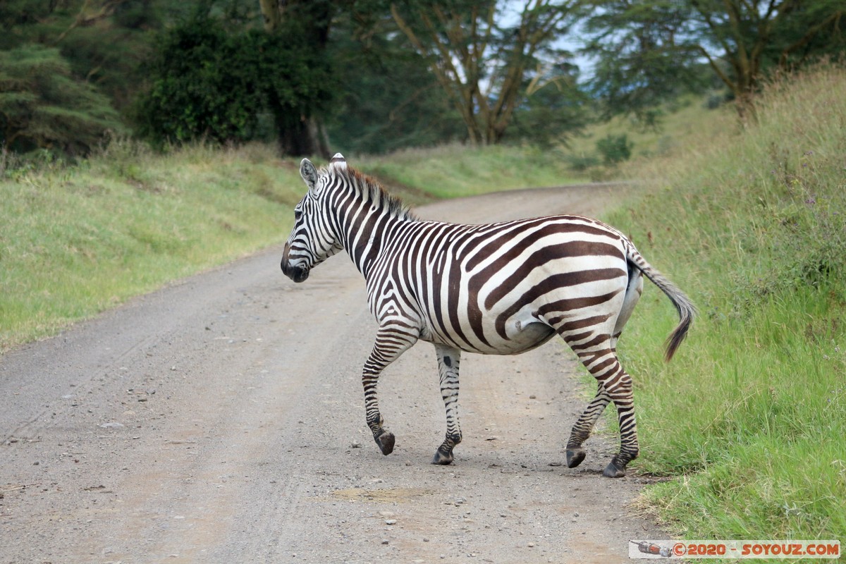 Lake Nakuru National Park - Zebra
Mots-clés: KEN Kenya Nakuru Nderit Lake Nakuru National Park zebre animals