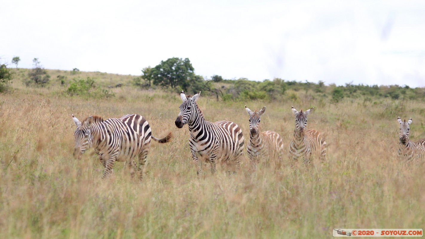 Lake Nakuru National Park - Zebra
Mots-clés: KEN Kenya Nakuru Nderit Lake Nakuru National Park zebre animals