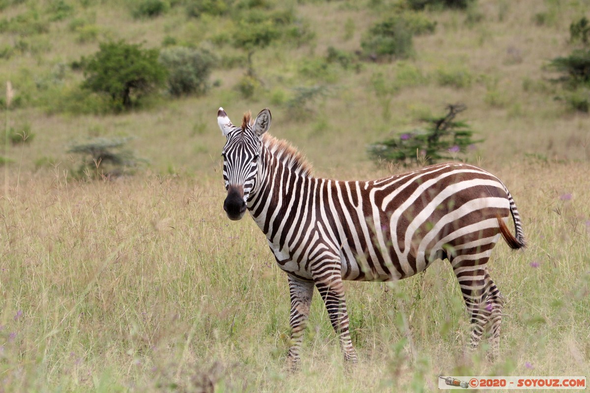 Lake Nakuru National Park - Zebra
Mots-clés: KEN Kenya Nakuru Nderit Lake Nakuru National Park zebre animals