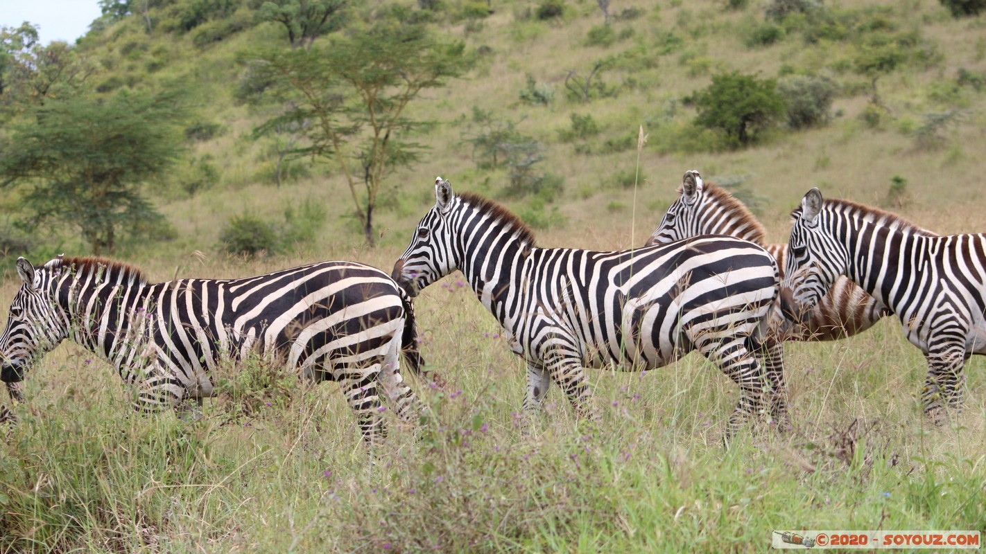 Lake Nakuru National Park - Zebra
Mots-clés: KEN Kenya Nakuru Nderit Lake Nakuru National Park zebre animals