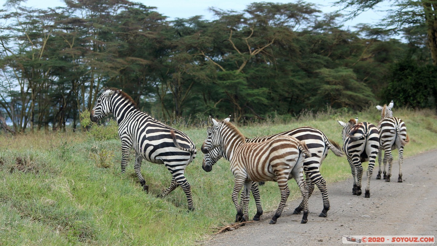 Lake Nakuru National Park - Zebra
Mots-clés: KEN Kenya Nakuru Nderit Lake Nakuru National Park zebre animals