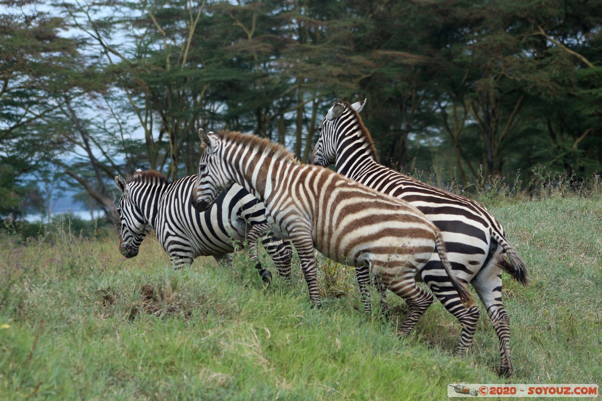 Lake Nakuru National Park - Zebra
Mots-clés: KEN Kenya Nakuru Nderit Lake Nakuru National Park zebre animals