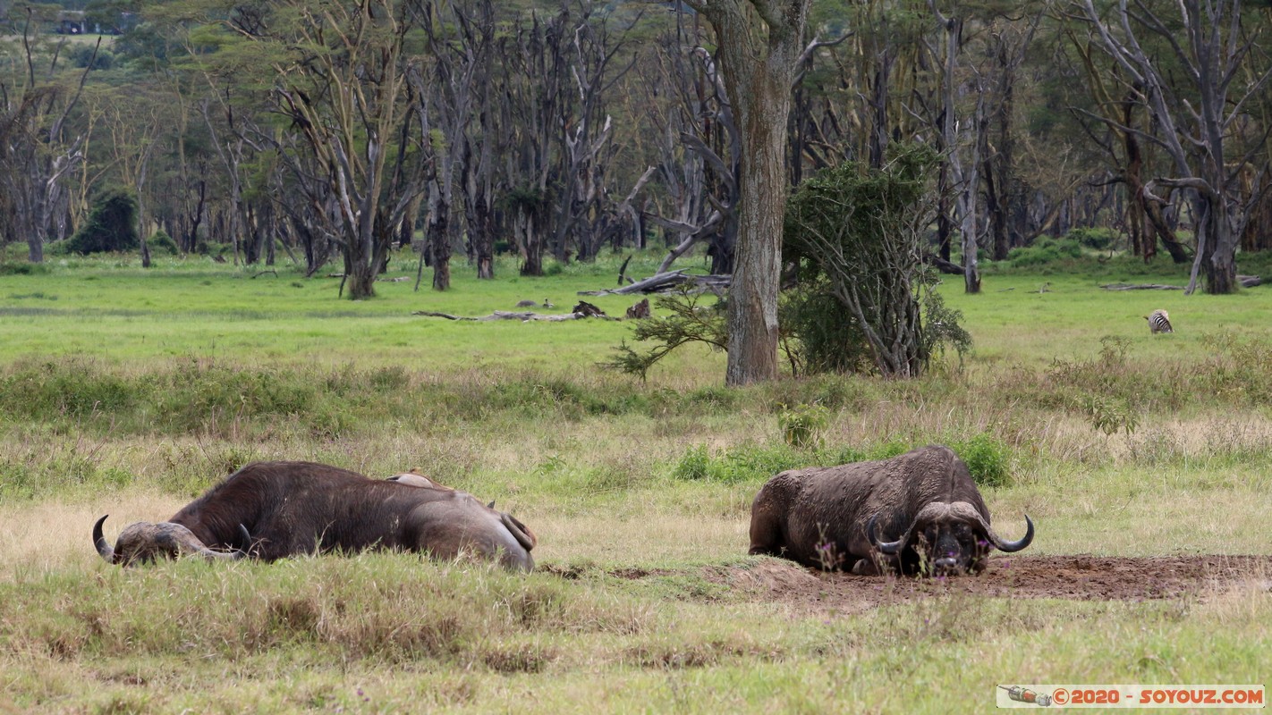 Lake Nakuru National Park - Buffalo
Mots-clés: KEN Kenya Nakuru Nderit Lake Nakuru National Park Buffle animals