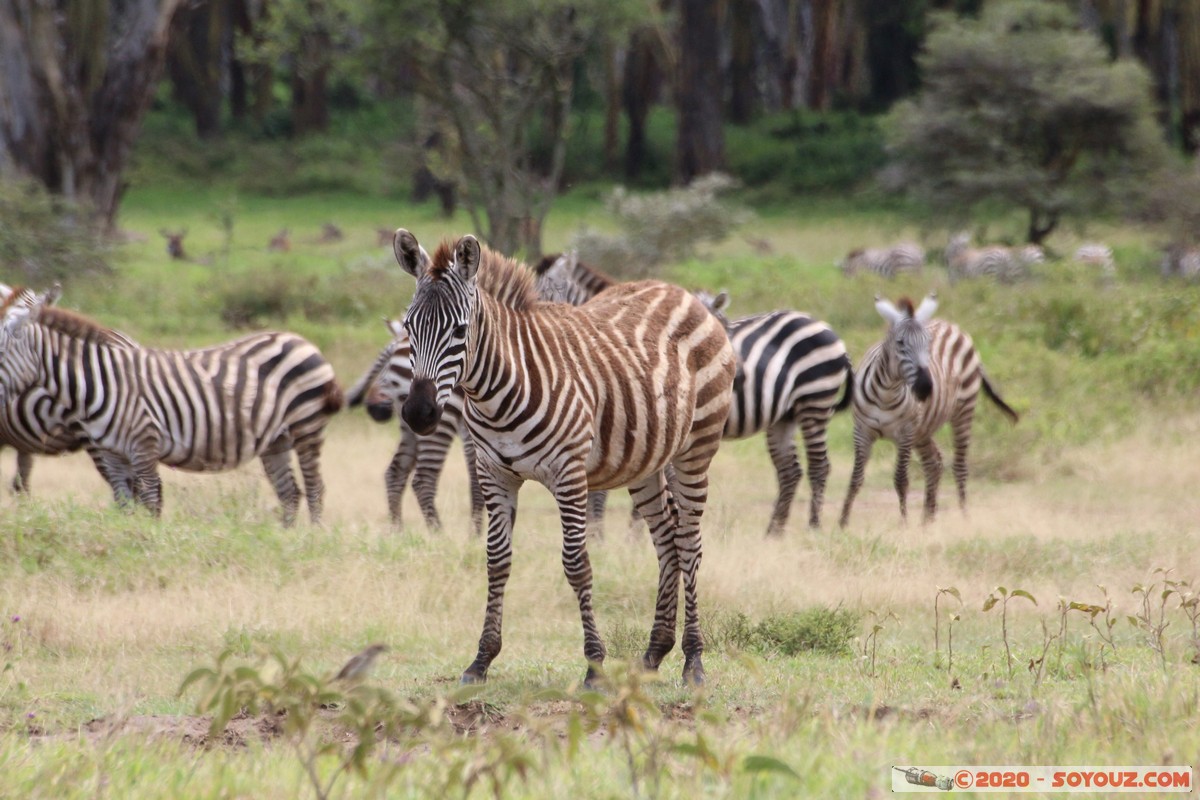 Lake Nakuru National Park - Zebra
Mots-clés: KEN Kenya Nakuru Nderit Lake Nakuru National Park zebre animals