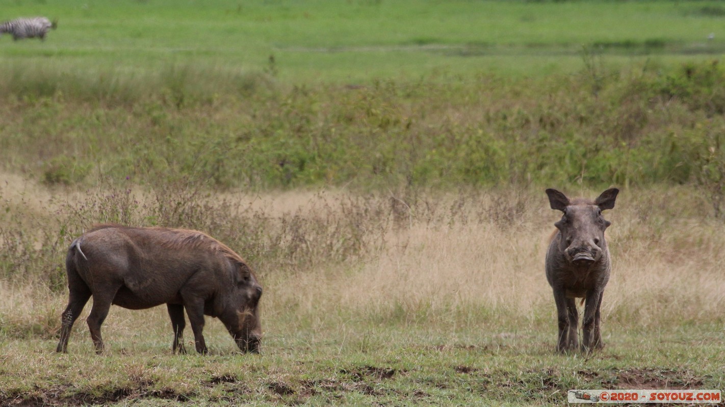 Lake Nakuru National Park - Warhog
Mots-clés: KEN Kenya Nakuru Nderit Lake Nakuru National Park Phacochere animals