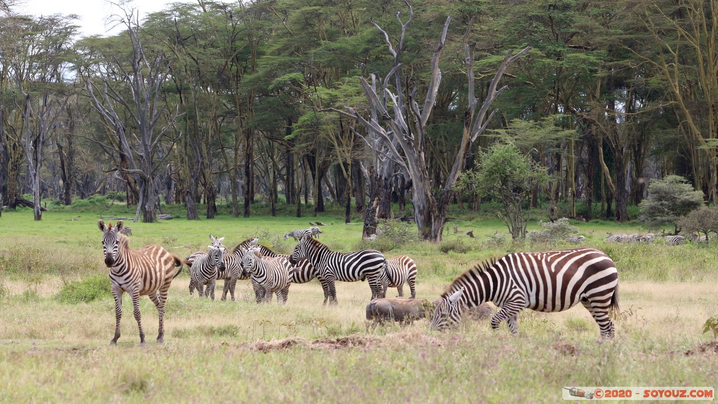 Lake Nakuru National Park - Zebra
Mots-clés: KEN Kenya Nakuru Nderit Lake Nakuru National Park zebre animals