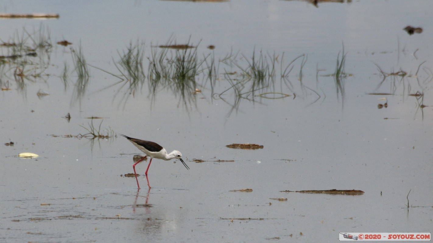 Lake Nakuru National Park - Plover
Mots-clés: KEN Kenya Nakuru Nderit Lake Nakuru National Park Pluvier oiseau animals