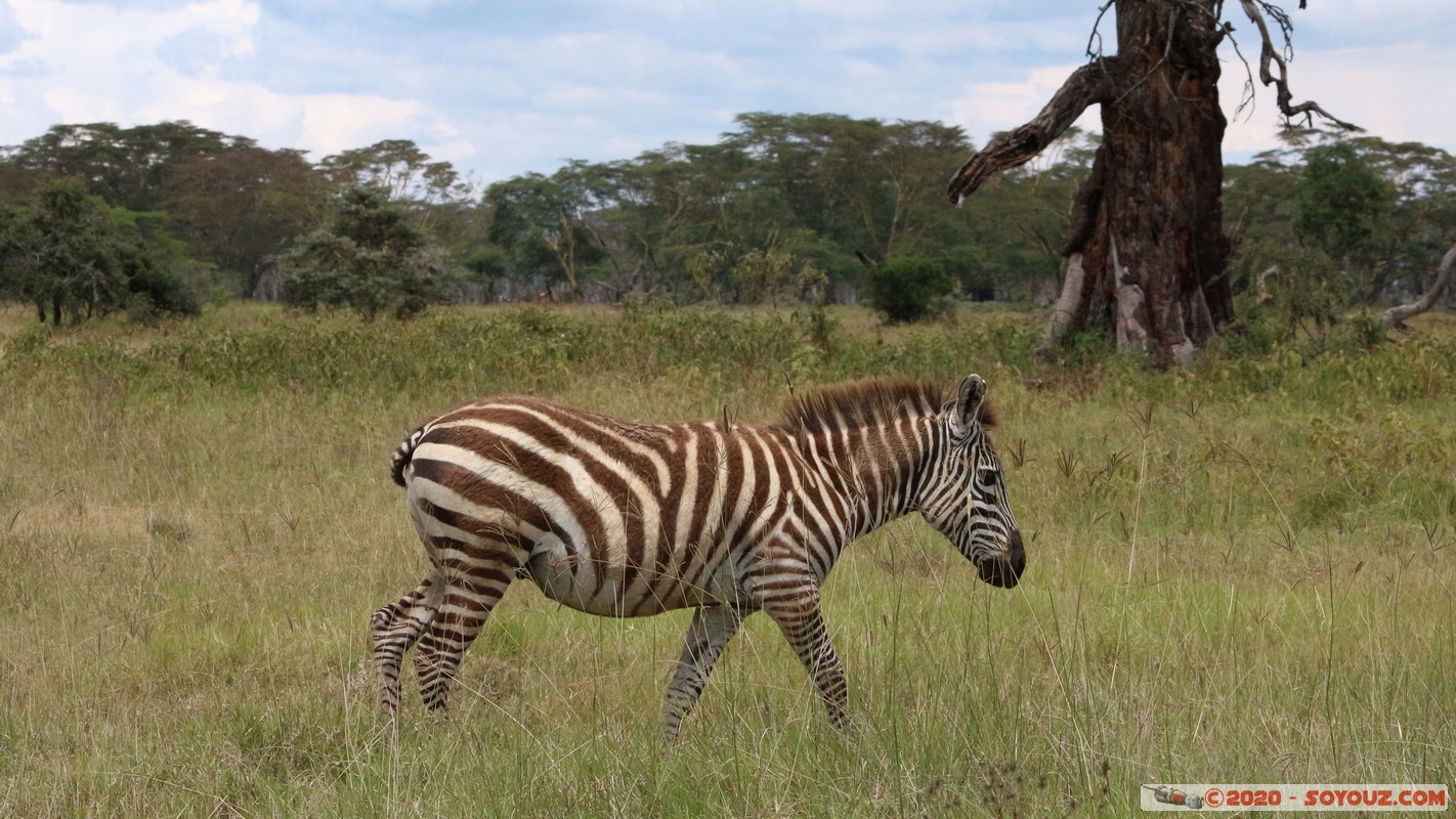 Lake Nakuru National Park - Zebra
Mots-clés: KEN Kenya Nakuru Nderit Lake Nakuru National Park zebre animals