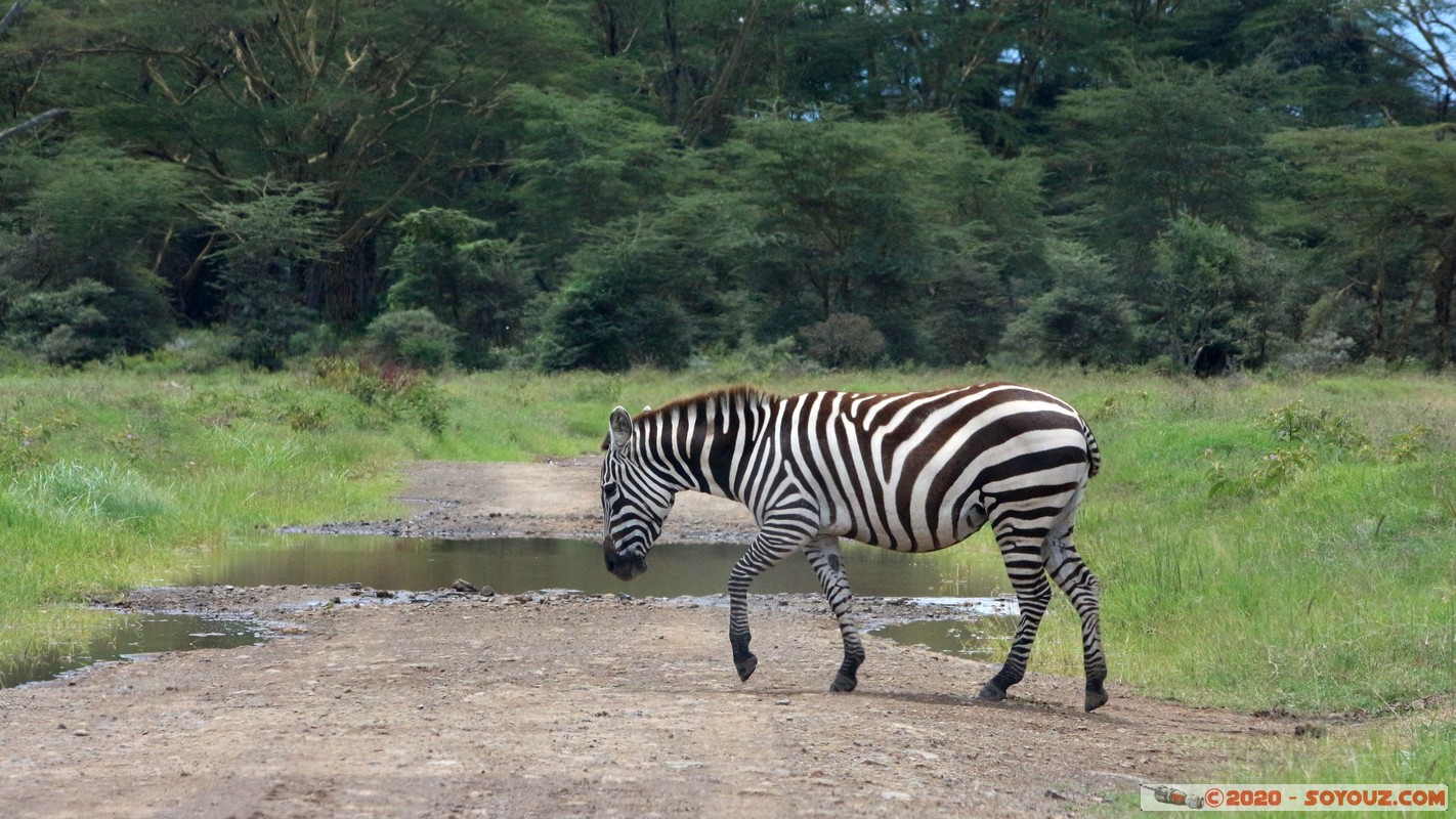 Lake Nakuru National Park - Zebra
Mots-clés: KEN Kenya Nakuru Nderit Lake Nakuru National Park zebre animals