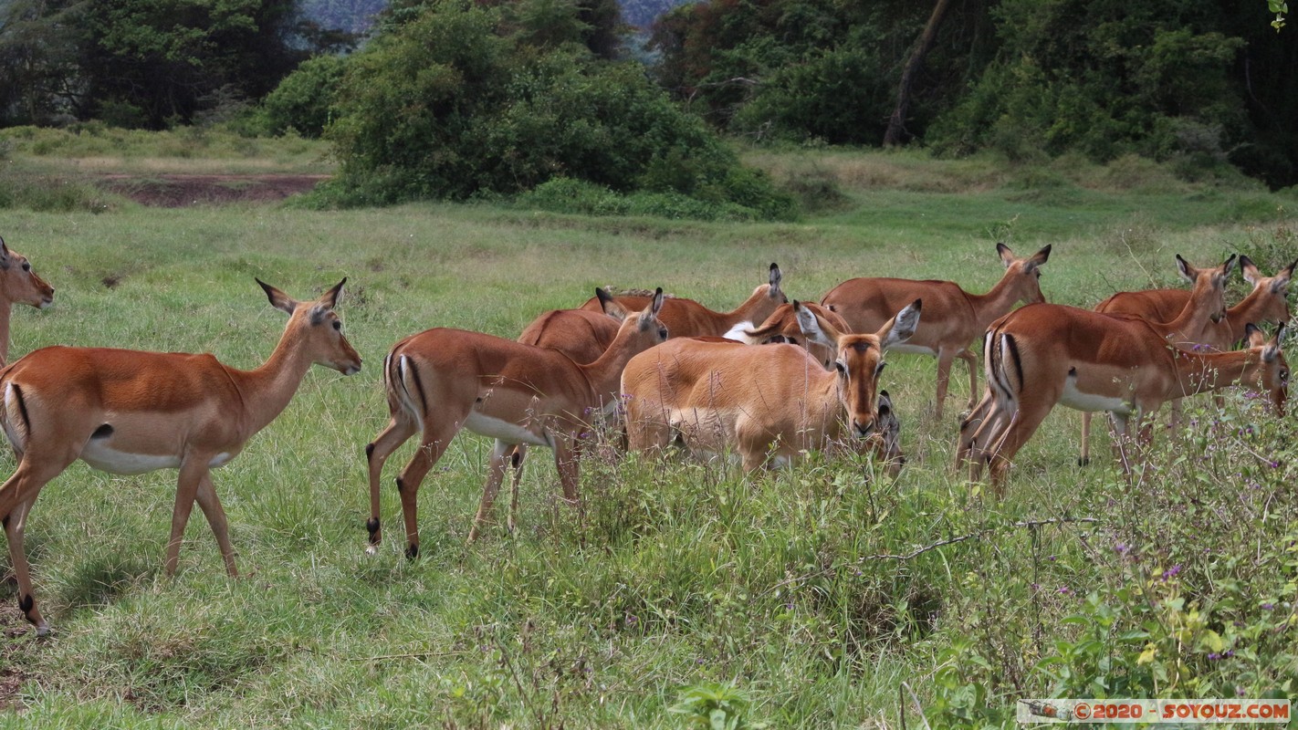 Lake Nakuru National Park - Grant's Gazelle
Mots-clés: KEN Kenya Long’s Drift Nakuru Lake Nakuru National Park Grant's Gazelle