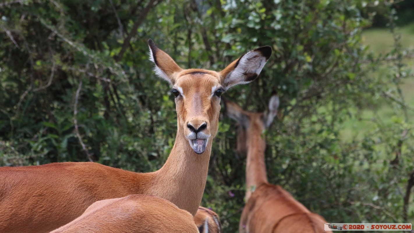 Lake Nakuru National Park - Grant's Gazelle
Mots-clés: KEN Kenya Long’s Drift Nakuru Lake Nakuru National Park Grant's Gazelle