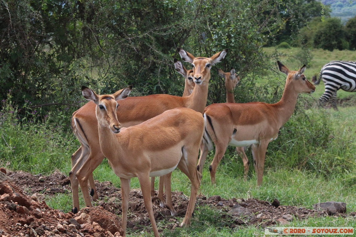 Lake Nakuru National Park - Grant's Gazelle
Mots-clés: KEN Kenya Long’s Drift Nakuru Lake Nakuru National Park Grant's Gazelle