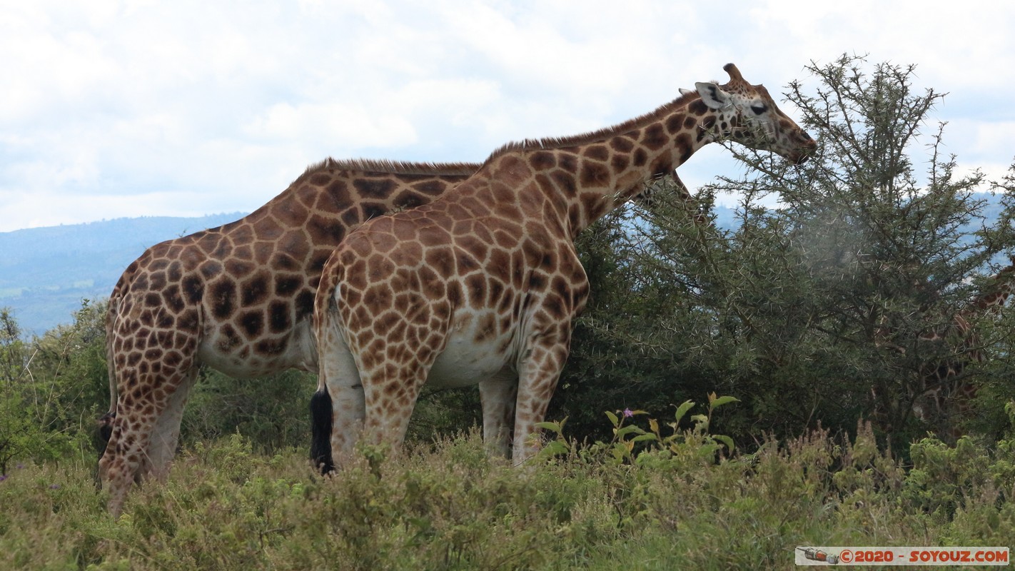 Lake Nakuru National Park - Giraffe
Mots-clés: KEN Kenya Long’s Drift Nakuru Lake Nakuru National Park Giraffe animals