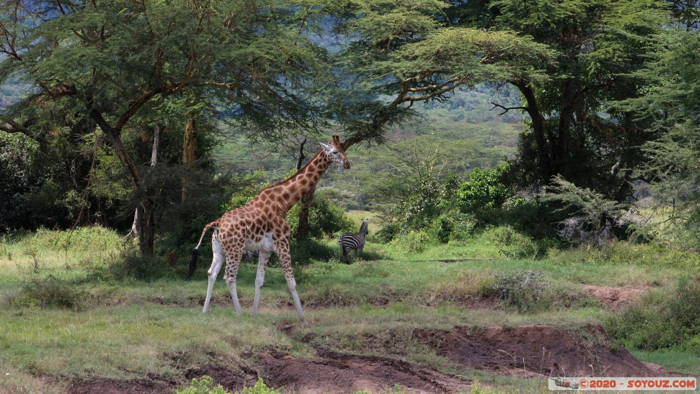 Lake Nakuru National Park - Giraffe
Mots-clés: KEN Kenya Long’s Drift Nakuru Lake Nakuru National Park Giraffe animals