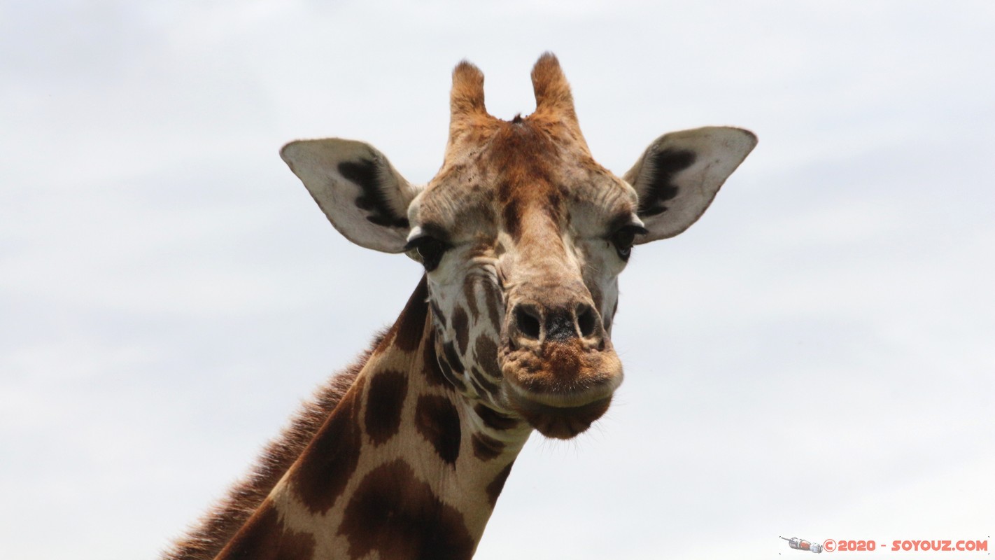 Lake Nakuru National Park - Giraffe
Mots-clés: KEN Kenya Long’s Drift Nakuru Lake Nakuru National Park Giraffe animals