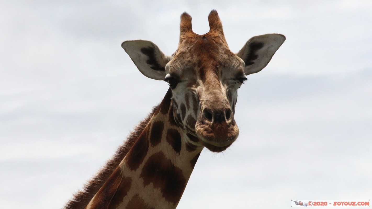 Lake Nakuru National Park - Giraffe
Mots-clés: KEN Kenya Long’s Drift Nakuru Lake Nakuru National Park Giraffe animals