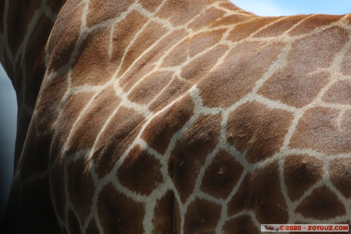 Lake Nakuru National Park - Giraffe
Mots-clés: KEN Kenya Long’s Drift Nakuru Lake Nakuru National Park Giraffe animals