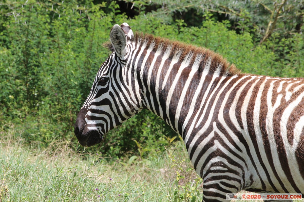 Lake Nakuru National Park - Zebra
Mots-clés: KEN Kenya Long’s Drift Nakuru Lake Nakuru National Park zebre animals