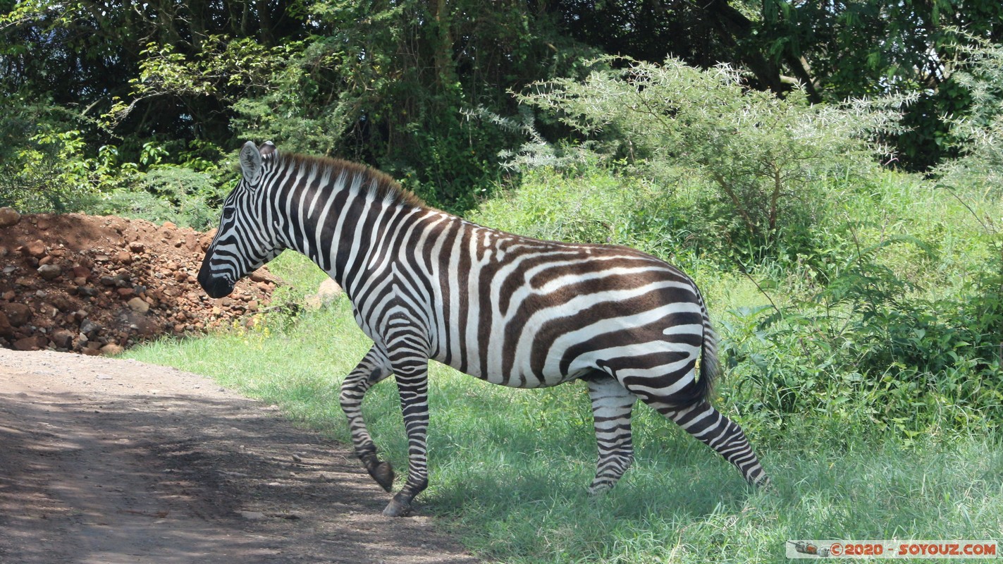 Lake Nakuru National Park - Zebra
Mots-clés: KEN Kenya Long’s Drift Nakuru Lake Nakuru National Park zebre animals