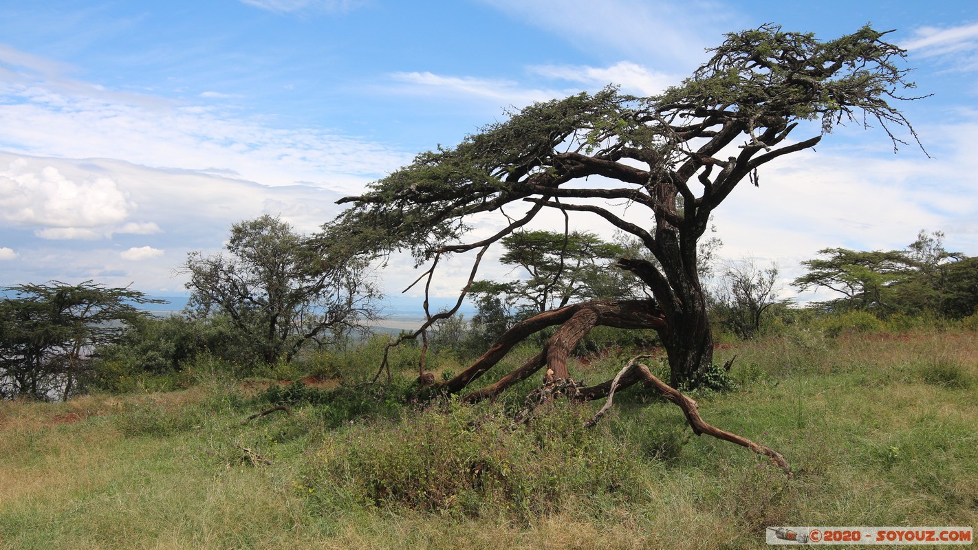 Lake Nakuru National Park - Out of Africa viewpoint
Mots-clés: KEN Kenya Naishi Settlement Nakuru Lake Nakuru National Park Out of Africa Picnic Site Arbres