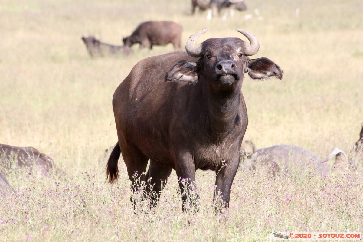 Lake Nakuru National Park - Buffalo
Mots-clés: KEN Kenya Nakuru Nderit Lake Nakuru National Park Buffle animals