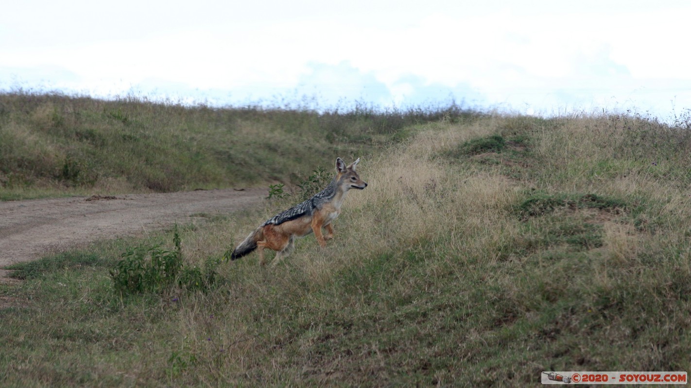 Lake Nakuru National Park - Black Backed Jackal
Mots-clés: KEN Kenya Nakuru Nderit Lake Nakuru National Park animals Chacal à dos noir