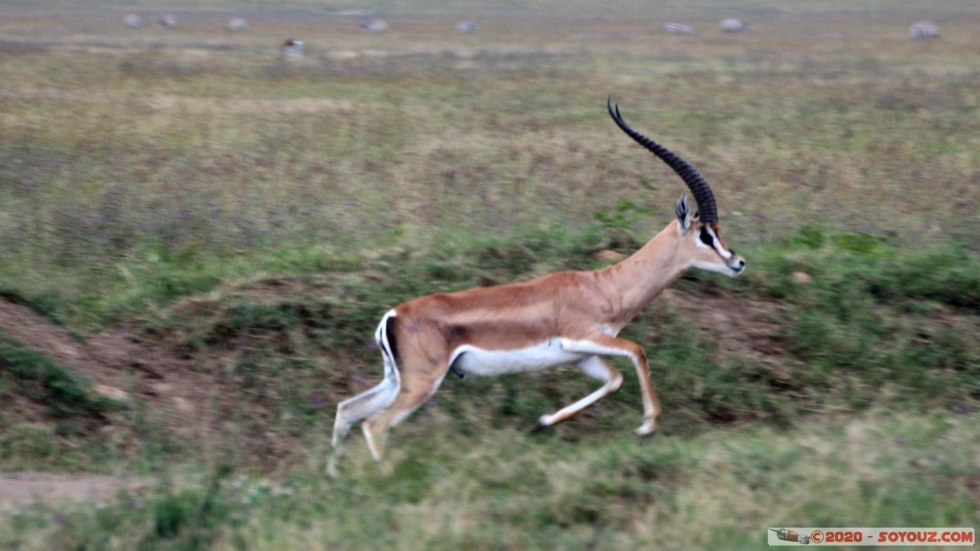 Lake Nakuru National Park - Thomson's gazelle
Mots-clés: KEN Kenya Nakuru Nderit Lake Nakuru National Park Thomson's gazelle animals