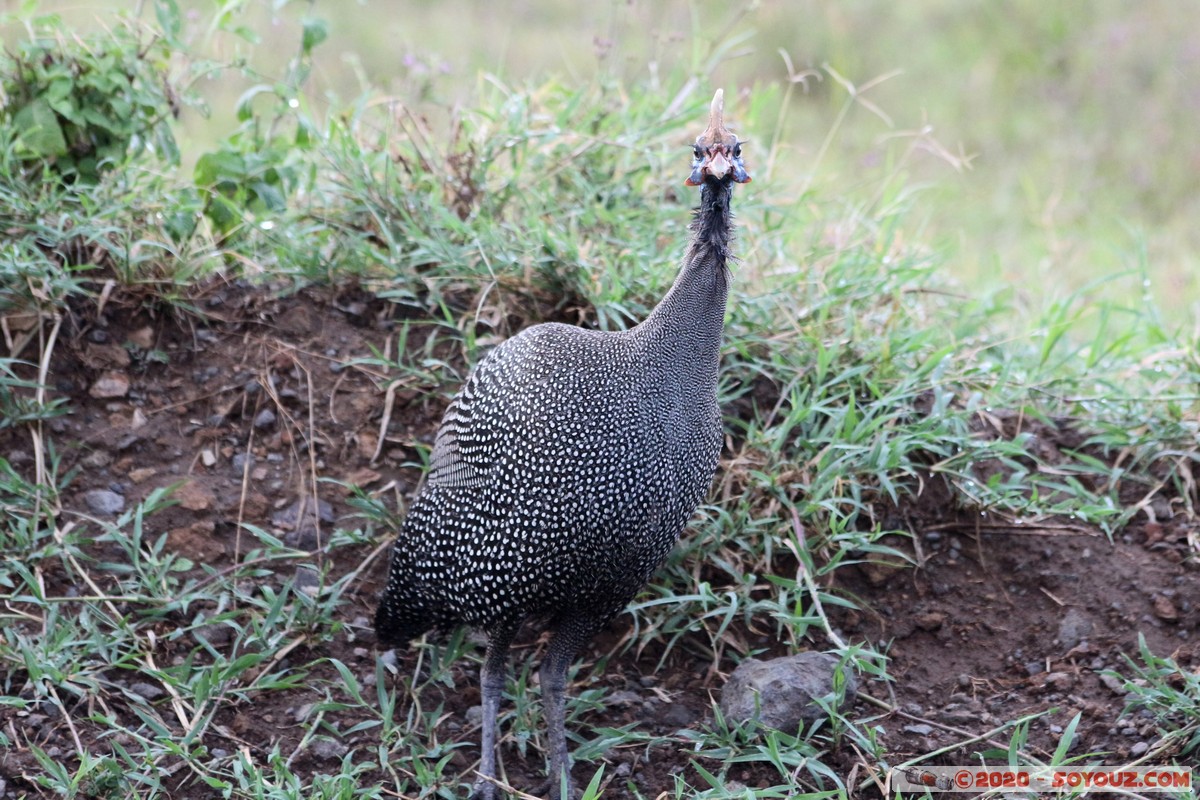 Lake Nakuru National Park - Helmeted Guineafowl
Mots-clés: KEN Kenya Nakuru Nderit Lake Nakuru National Park Pintade