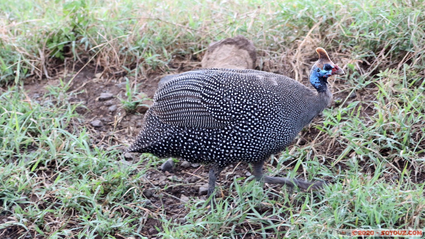 Lake Nakuru National Park - Helmeted Guineafowl
Mots-clés: KEN Kenya Nakuru Nderit Lake Nakuru National Park Pintade