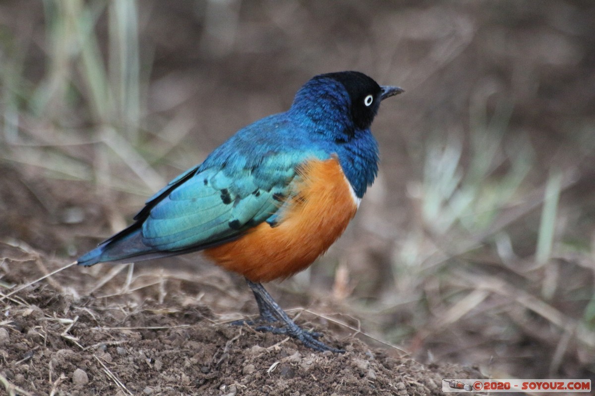 Lake Nakuru National Park - Superb Starling Bird
Mots-clés: KEN Kenya Nakuru Nderit Lake Nakuru National Park Superb Starling Bird oiseau animals