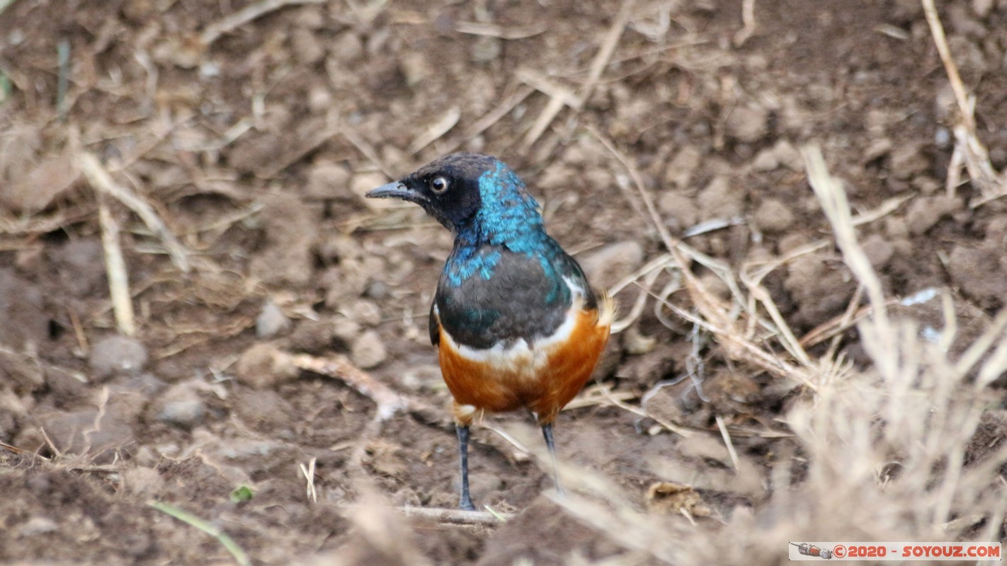 Lake Nakuru National Park - Superb Starling Bird
Mots-clés: KEN Kenya Nakuru Nderit Lake Nakuru National Park Superb Starling Bird oiseau animals