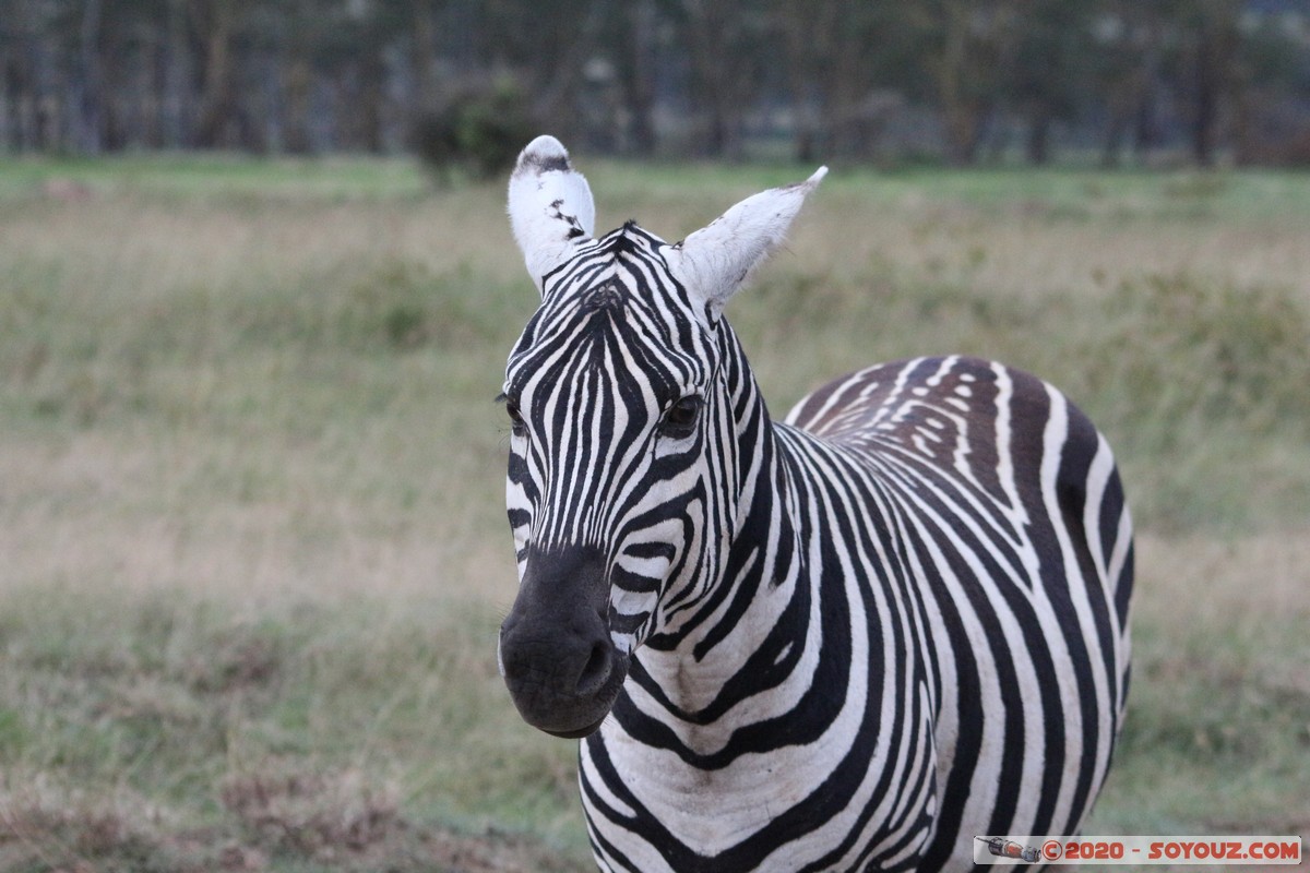 Lake Nakuru National Park - Zebra
Mots-clés: KEN Kenya Nakuru Nderit Lake Nakuru National Park zebre animals