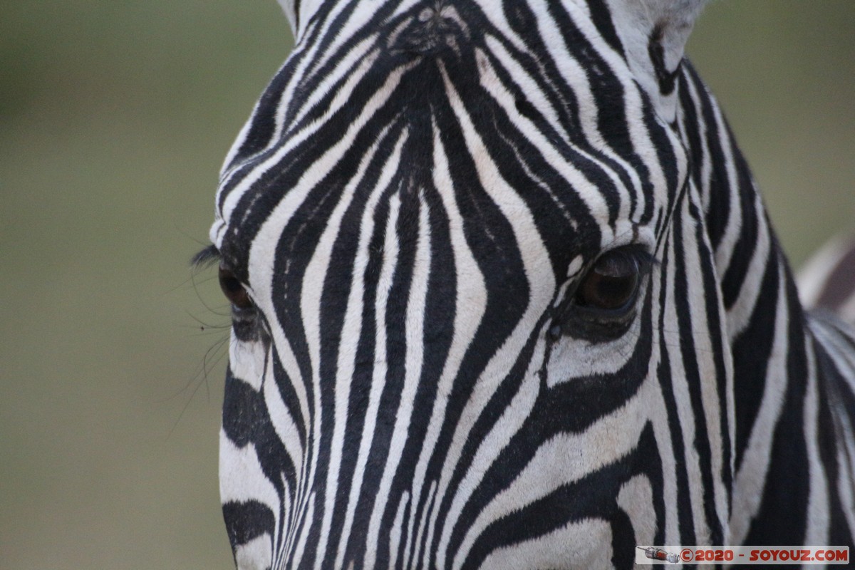 Lake Nakuru National Park - Zebra
Mots-clés: KEN Kenya Nakuru Nderit Lake Nakuru National Park zebre animals