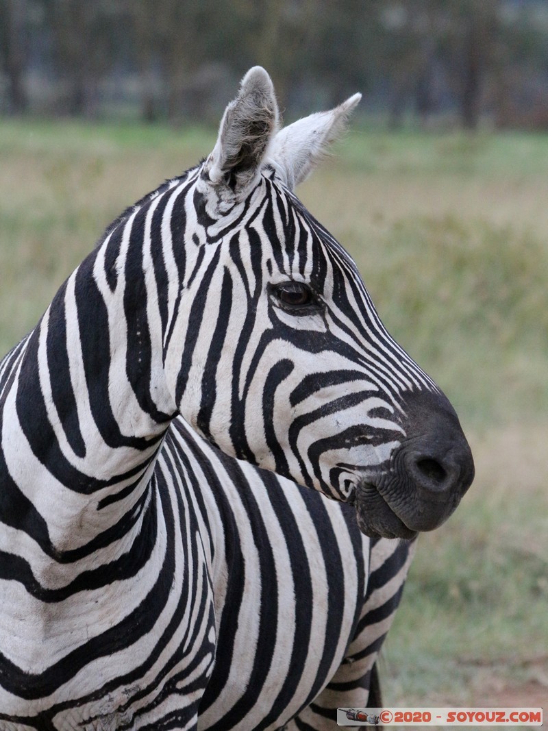 Lake Nakuru National Park - Zebra
Mots-clés: KEN Kenya Nakuru Nderit Lake Nakuru National Park zebre animals