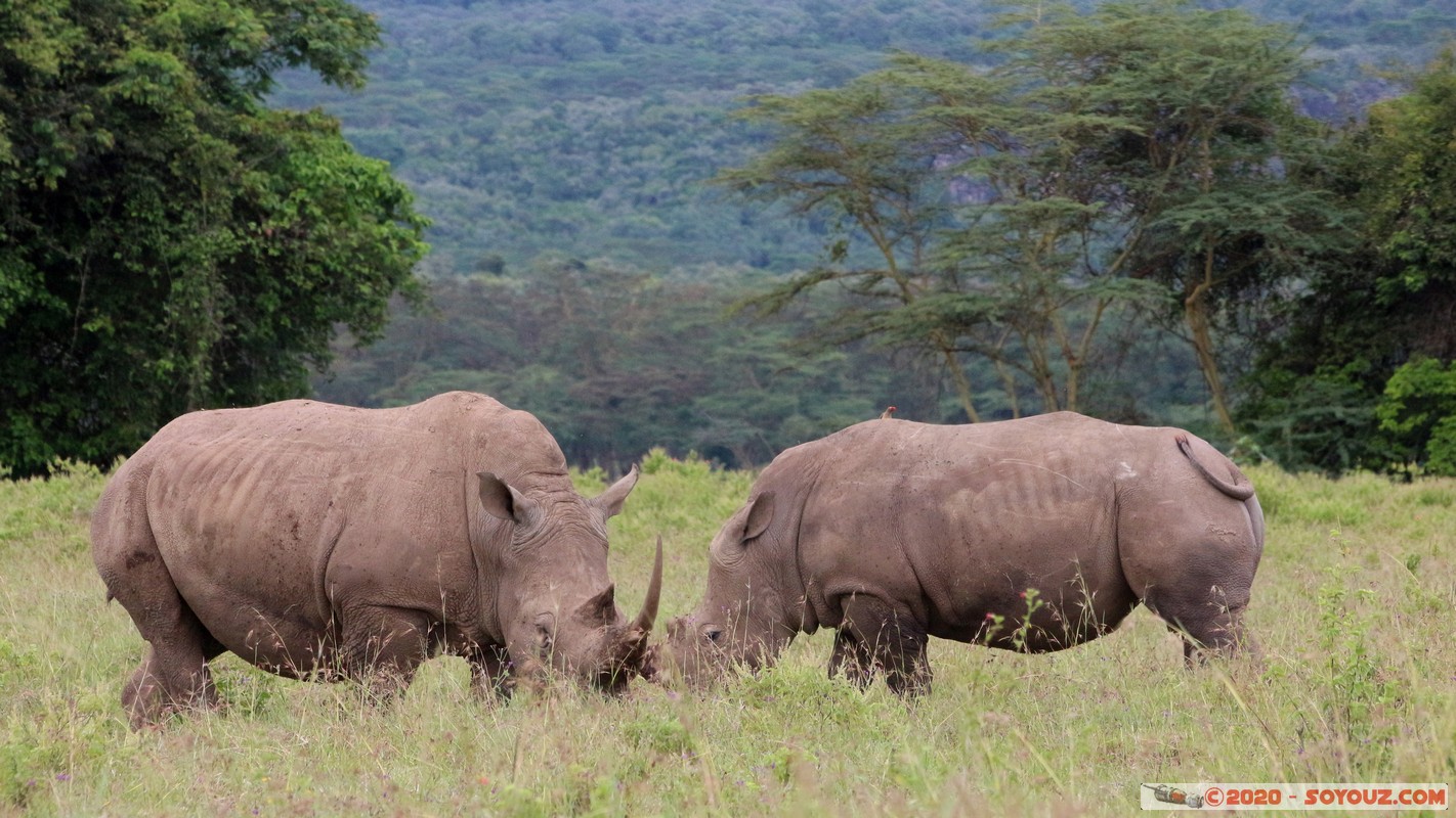 Lake Nakuru National Park - Rhinoceros
Mots-clés: KEN Kenya Nakuru Long’s Drift Lake Nakuru National Park animals Rhinoceros