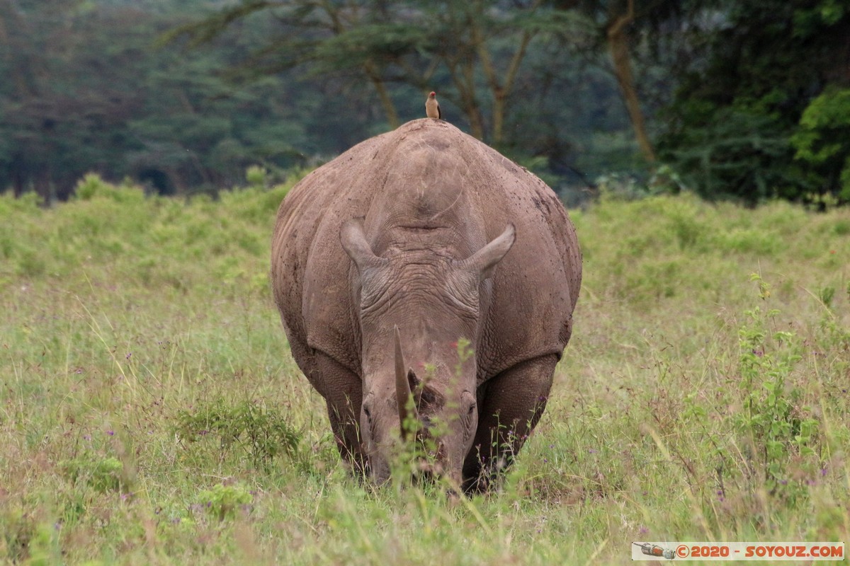 Lake Nakuru National Park - Rhinoceros
Mots-clés: KEN Kenya Nakuru Long’s Drift Lake Nakuru National Park animals Rhinoceros