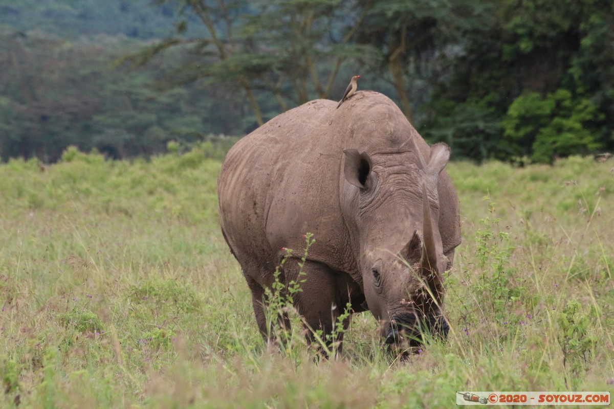 Lake Nakuru National Park - Rhinoceros
Mots-clés: KEN Kenya Nakuru Long’s Drift Lake Nakuru National Park animals Rhinoceros