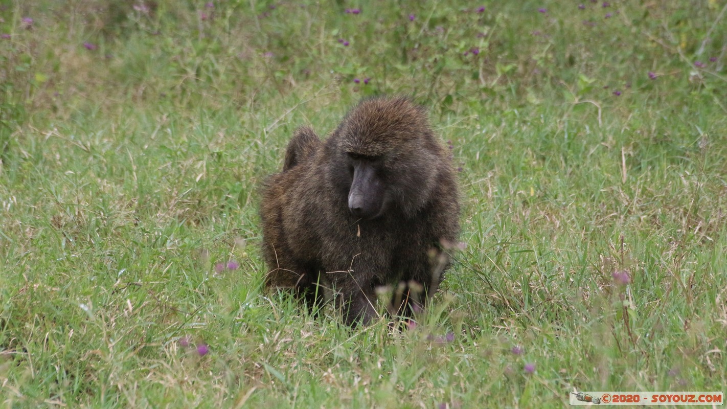 Lake Nakuru National Park - Baboon
Mots-clés: KEN Kenya Nakuru Nderit Drift Lake Nakuru National Park animals singes Babouin