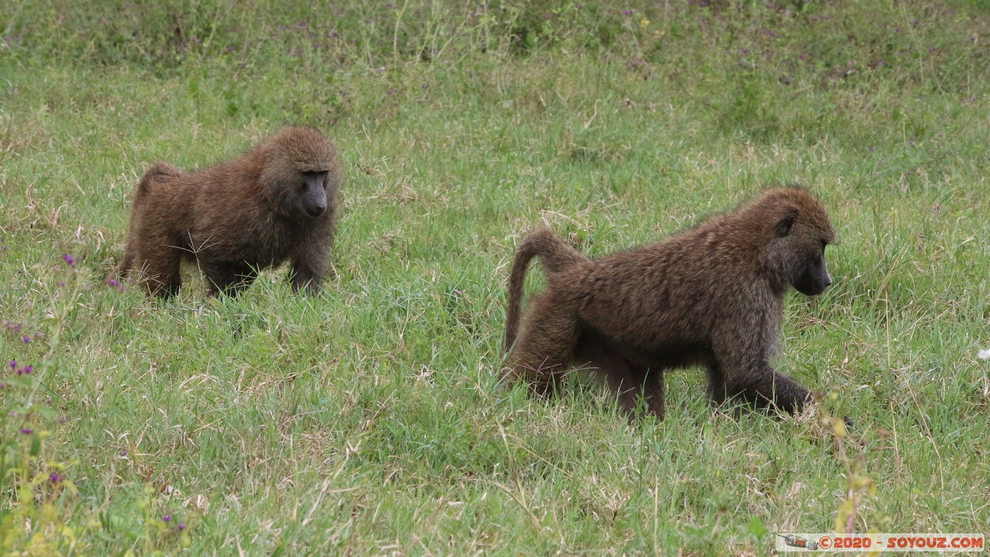 Lake Nakuru National Park - Baboon
Mots-clés: KEN Kenya Nakuru Nderit Drift Lake Nakuru National Park animals singes Babouin