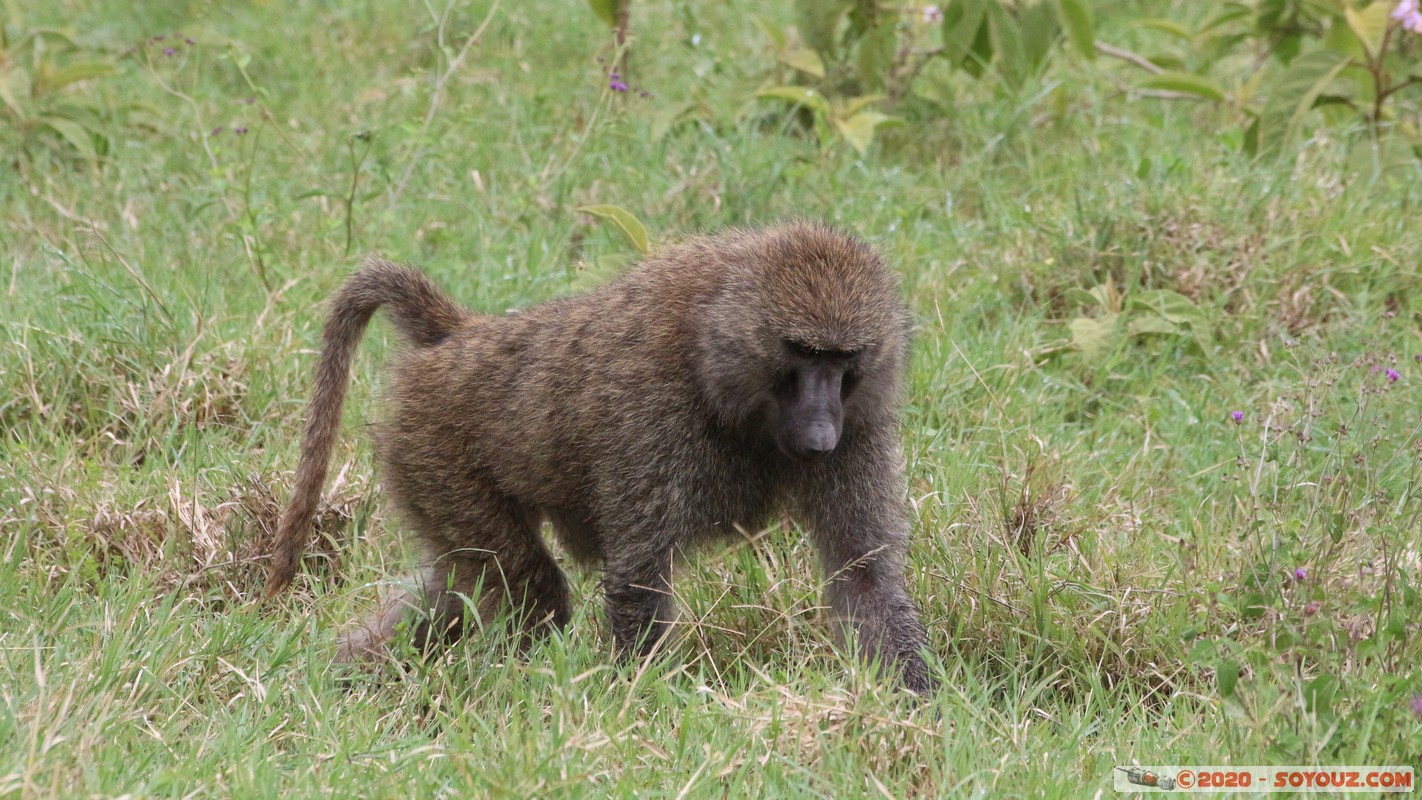 Lake Nakuru National Park - Baboon
Mots-clés: KEN Kenya Nakuru Nderit Drift Lake Nakuru National Park animals singes Babouin