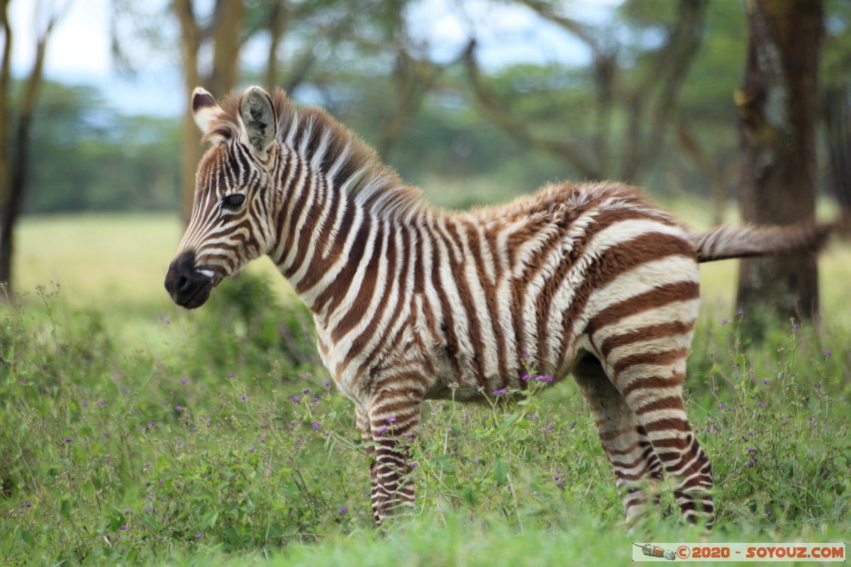 Lake Nakuru National Park - Zebra
Mots-clés: KEN Kenya Long’s Drift Nakuru Lake Nakuru National Park zebre animals