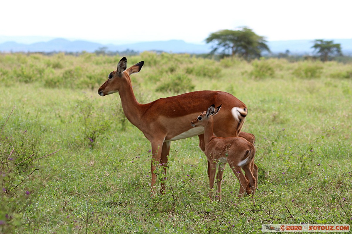 Lake Nakuru National Park - Grant's Gazelle
Mots-clés: KEN Kenya Long’s Drift Nakuru Lake Nakuru National Park Grant's Gazelle