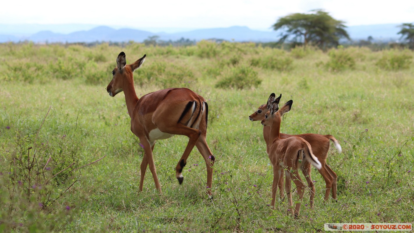 Lake Nakuru National Park - Grant's Gazelle
Mots-clés: KEN Kenya Long’s Drift Nakuru Lake Nakuru National Park Grant's Gazelle