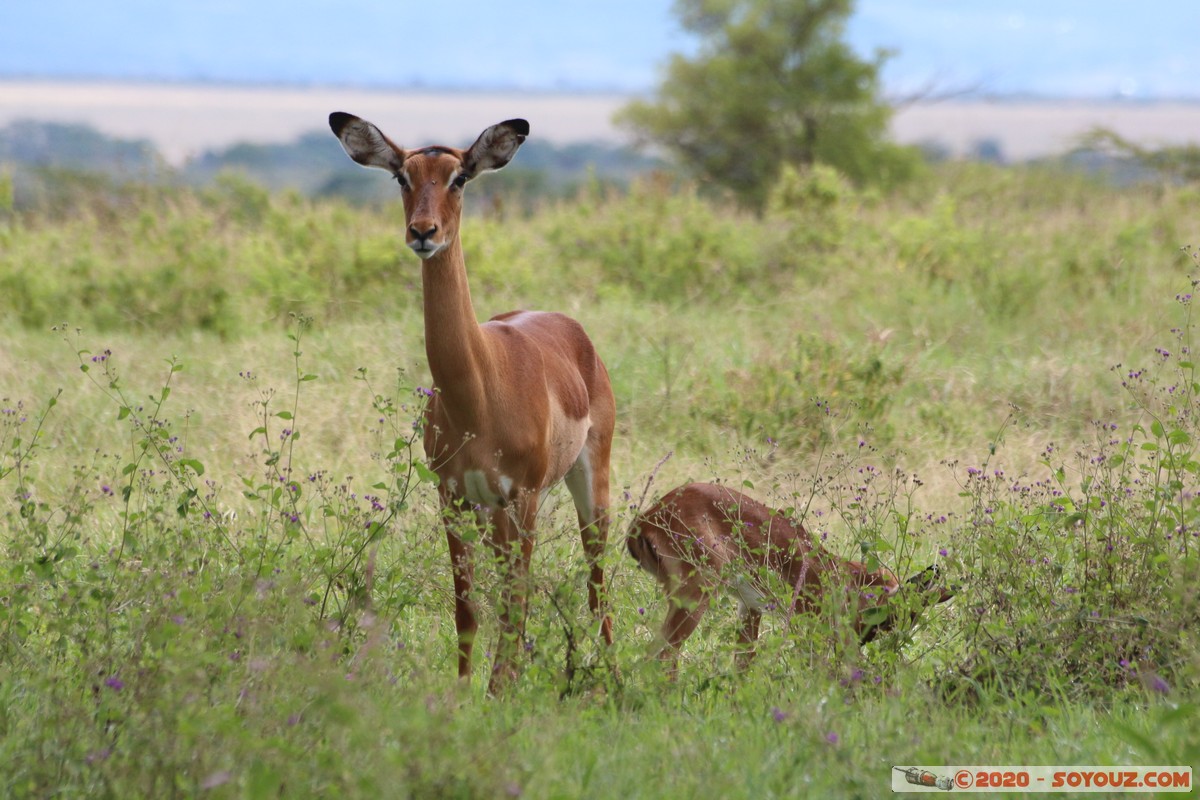 Lake Nakuru National Park - Grant's Gazelle
Mots-clés: KEN Kenya Long’s Drift Nakuru Lake Nakuru National Park Grant's Gazelle