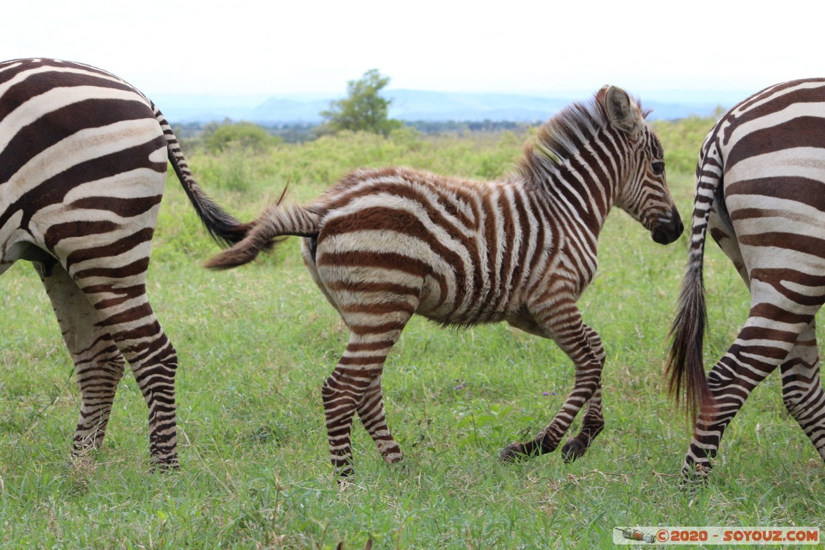 Lake Nakuru National Park - Zebra
Mots-clés: KEN Kenya Long’s Drift Nakuru Lake Nakuru National Park zebre animals