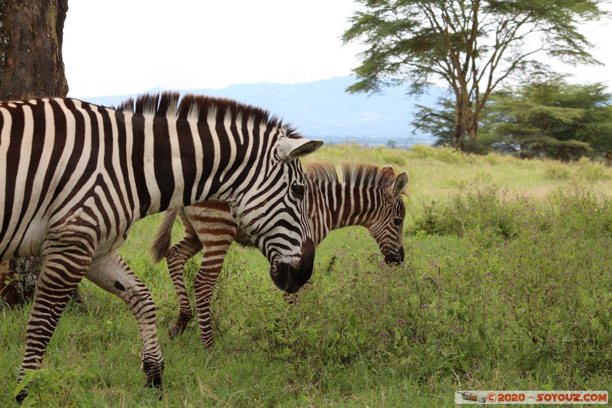 Lake Nakuru National Park - Zebra
Mots-clés: KEN Kenya Long’s Drift Nakuru Lake Nakuru National Park zebre animals