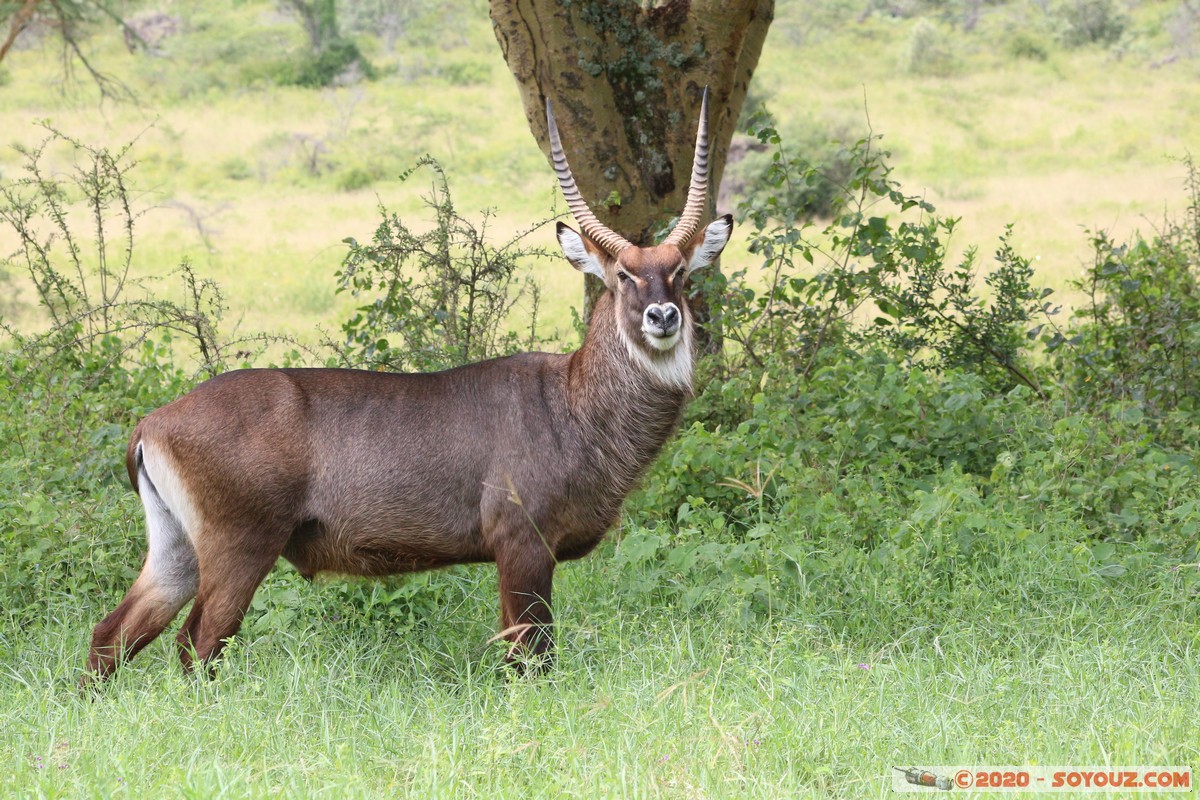 Lake Nakuru National Park - Waterbuck
Mots-clés: KEN Kenya Long’s Drift Nakuru Lake Nakuru National Park animals Waterbuck