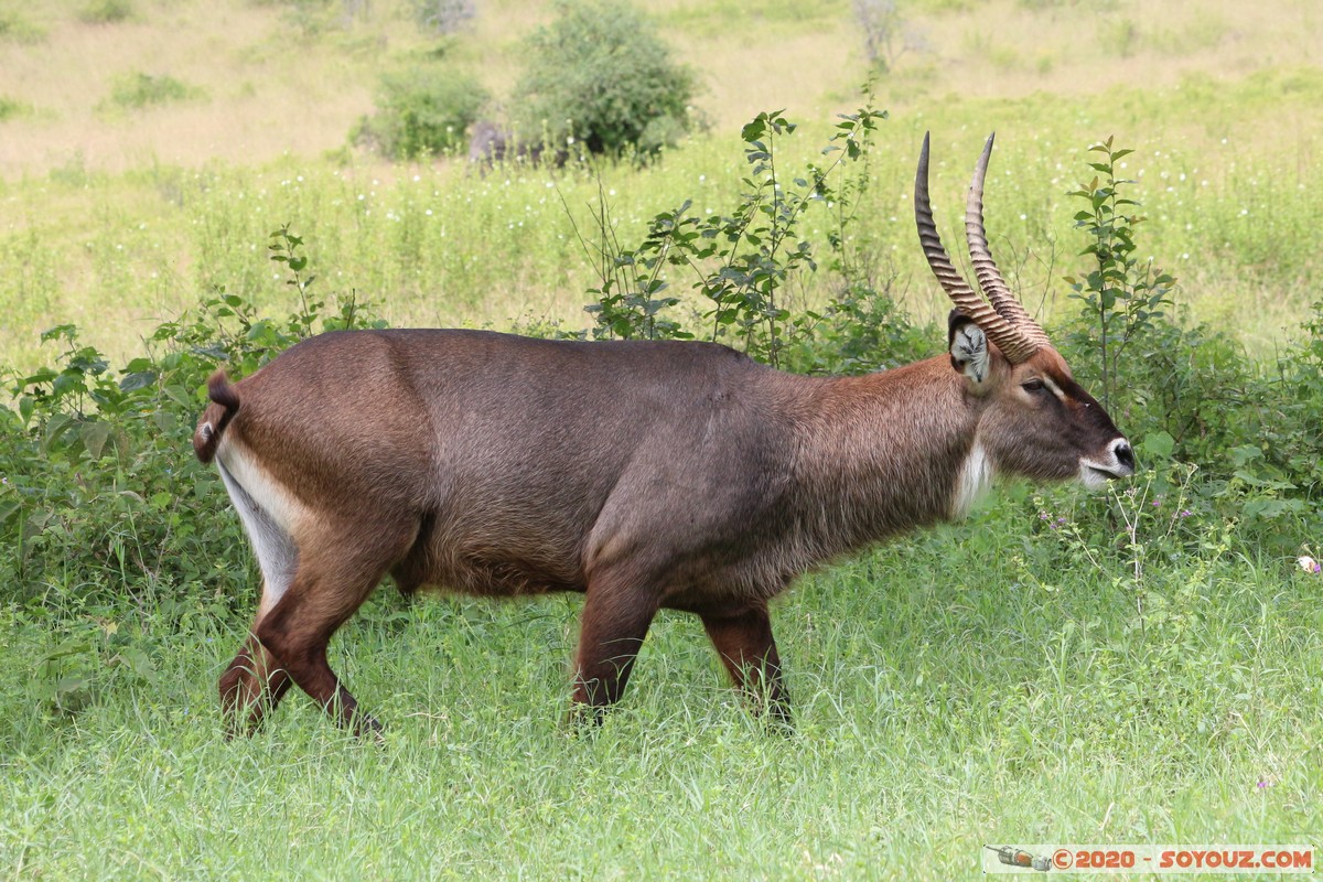 Lake Nakuru National Park - Waterbuck
Mots-clés: KEN Kenya Long’s Drift Nakuru Lake Nakuru National Park animals Waterbuck