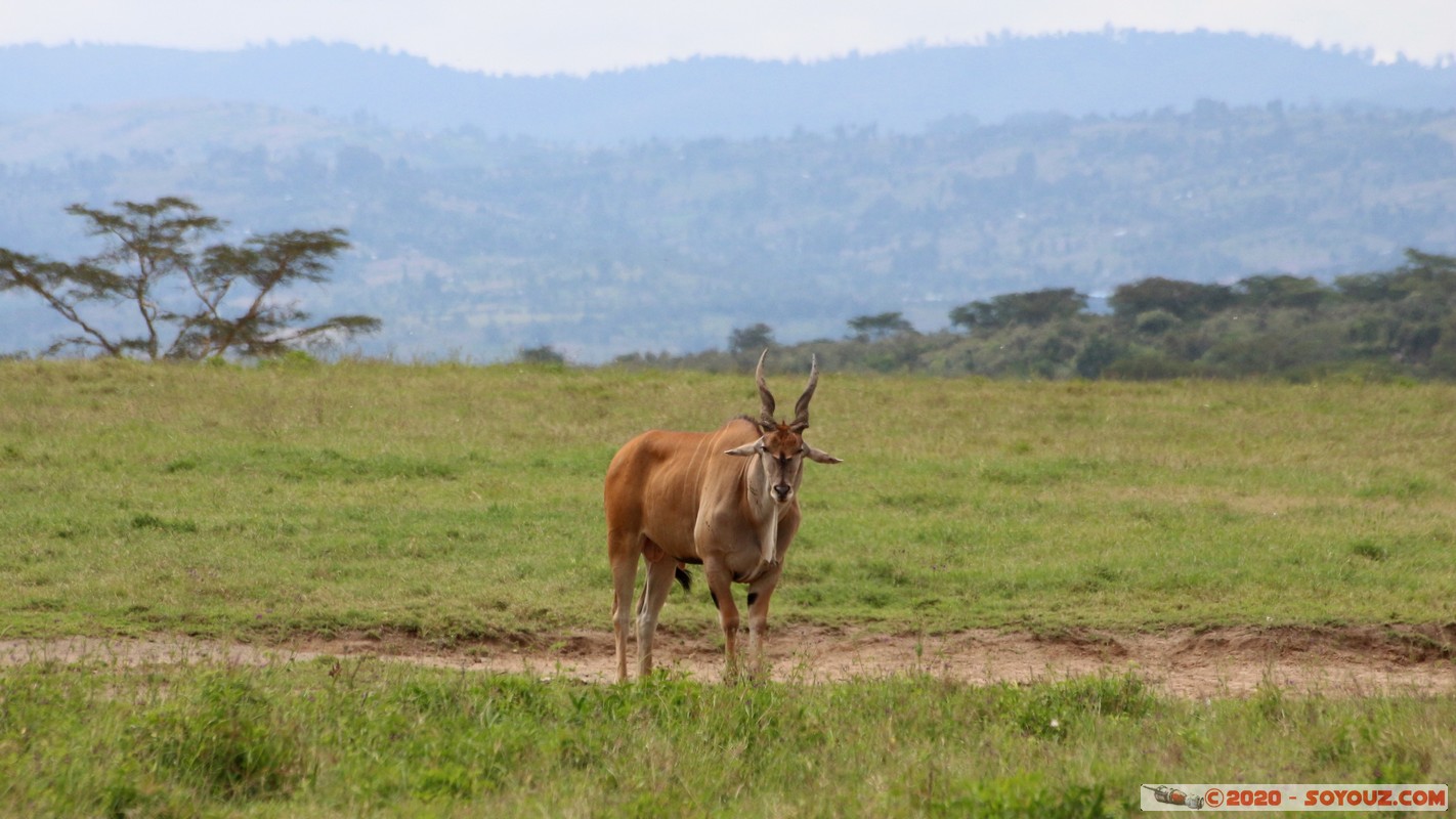 Lake Nakuru National Park - Common eland
Mots-clés: KEN Kenya Long’s Drift Nakuru Lake Nakuru National Park Eland animals